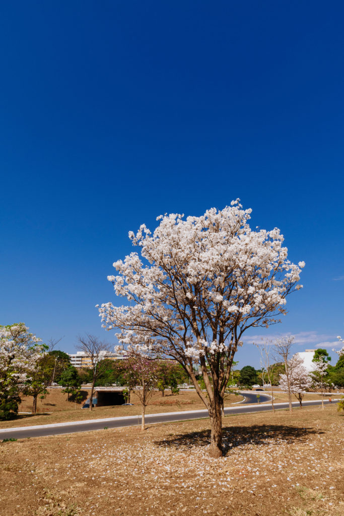 White trumpet tree in the city.